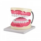Зъби - анатомичен модел